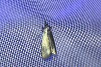 Lymphia chalybella