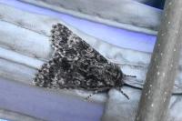 Acronicta megacephala