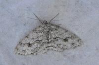 Ectropis crepuscularia