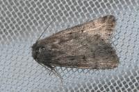 Athetis pallustris