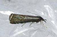 Thisanotia chrysonuchella