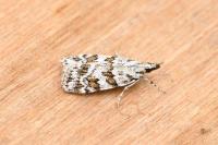Scoparia pyralella
