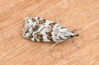 Scoparia pyralella