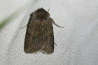 Cerastis rubricosa