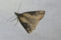 Hypena obesalis