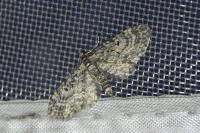 Eupithecia