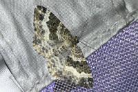 Epirrhoe alternata