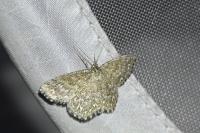 Scopula immorata