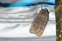 Agrotis cinerea