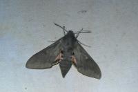 Hyles vespertilio