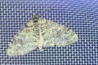 Lobophora halterata