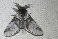 Furcula furcula