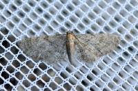 Eupithecia haworthiata