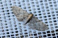 Eupithecia haworthiata