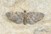 Eupithecia haworthiata