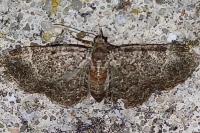 Pasiphila chloerata