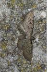 Eupithecia intricata