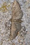 Eupithecia subfuscata