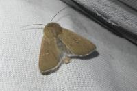 Mythimna sicula