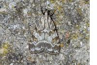 Scoparia pyralella