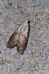 Aphomia sociella