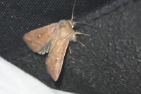 Mythimna albipuncta