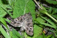 Sideridis reticulata