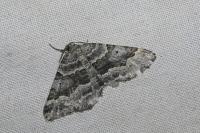Scotopteryx vicinaria