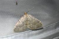 Rheumaptera cervinalis barbuti