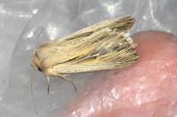 Leucania comma
