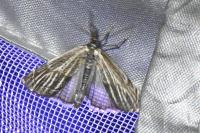 Thisanotia chrysonuchella