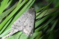 Athetis pallustris