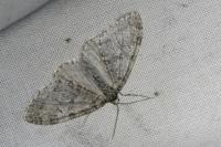Trichopteryx carpinata