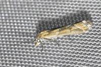 Ancylosis