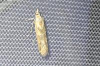 Ancylosis