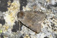 Cerastis rubricosa