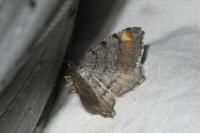 Macaria liturata