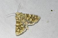 Hadena irregularis