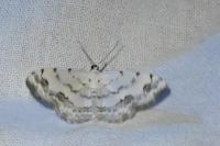 Scopula decorata