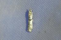 Zophodia grossulariella