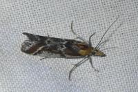 Ancylosis cinnamomella