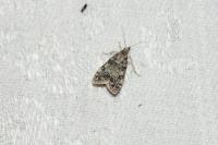 Eudonia lacustrata
