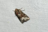 Oligia strigilis/versicolor