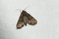 Oligia latruncula
