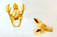 Sciota rhenella
