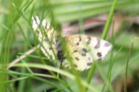 Pseudopanthera macularia