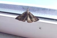 Hypena proboscidalis