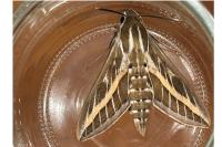 Hyles livornica