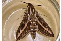 Hyles livornica