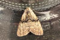 Meganola togatulalis
